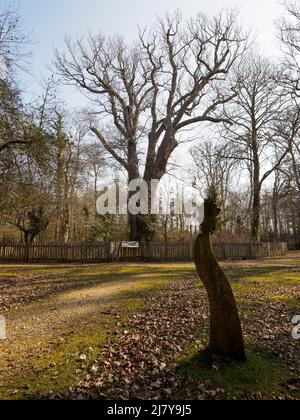 Le Chêne de Knightwood, également connu sous le nom de « Reine de la forêt », a plus de 500 ans. New Forest, Hampshire, Royaume-Uni Banque D'Images