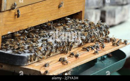 Berlin, Allemagne. 11th mai 2022. D'innombrables abeilles se sont rassemblées devant le trou de vol d'une ruche. Dans les mois de mai et juin, les apiculteurs doivent de plus en plus s'attendre à ce que leurs colonies se balanlent. Puis la reine quitte la ruche avec une partie des abeilles pour chercher une nouvelle habitation. Les abeilles restantes, qui restent derrière, se lèvent de la couvée une nouvelle reine et forment ainsi un nouvel état. Credit: Wolfgang Kumm/dpa/Alay Live News Banque D'Images