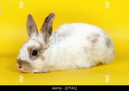 Lapin blanc avec oreilles brunes sur fond jaune. Animal domestique, animal de compagnie. Concept Printemps, Pâques. CopySpace. Banque D'Images