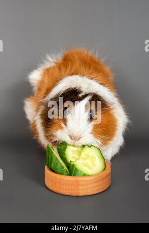 Rosette de cobaye sur fond gris. Mignon petit cochon d'inde de rongeur moelleux mangeant un concombre sur fond coloré Banque D'Images