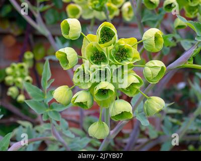 Mathiasella bupleuroides 'Green Dream' Norfolk avril Banque D'Images