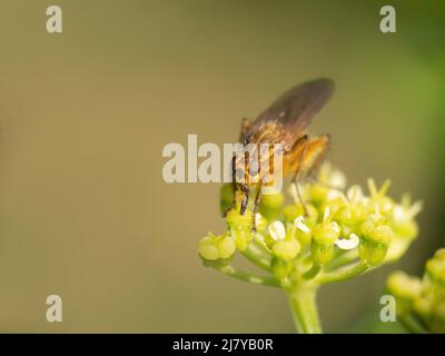 Mouche jaune sur fond vert défoqué, Scathophaga stercoraria. Banque D'Images