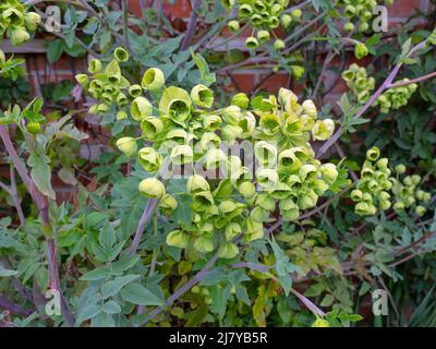 Mathiasella bupleuroides 'Green Dream' Norfolk avril Banque D'Images