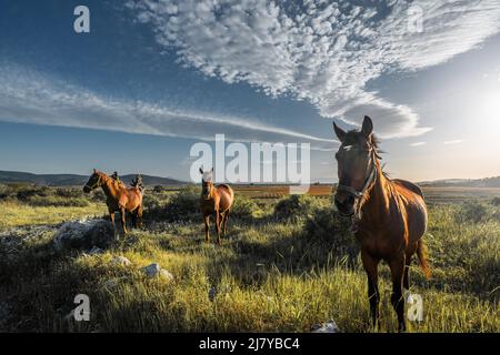 Magnifiques chevaux sur la prairie verte au printemps, beau ciel bleu avec de jolis nuages originaux au-dessus. Banque D'Images