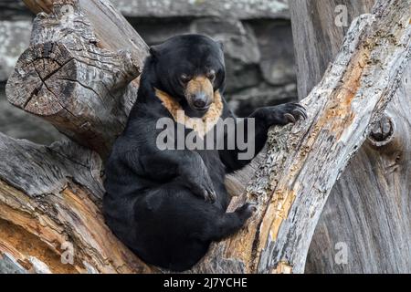 Ours soleil (Helarctos malayanus) dans le zoo / jardin zoologique, originaire de l'Asie du Sud-est Banque D'Images