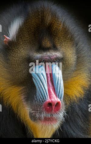 Mandrill (Mandrillus sphinx) portrait en gros plan de l'homme dominant, singe de l'ancien monde originaire de l'Afrique du centre-ouest Banque D'Images