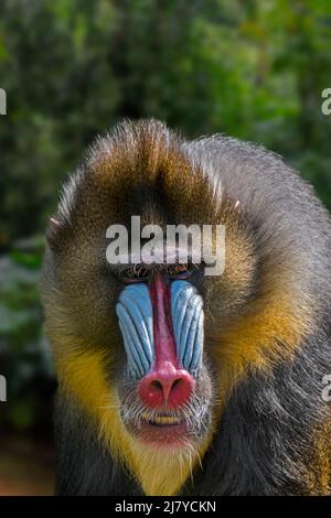 Mandrill (Mandrillus sphinx) gros plan portrait d'un homme dominant dans la forêt tropicale, singe de l'ancien monde originaire de l'Afrique du centre-ouest. Composite numérique Banque D'Images