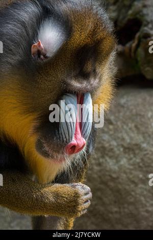 Mandrill (Mandrillus sphinx) portrait en gros plan de l'homme dominant, singe de l'ancien monde originaire de l'Afrique du centre-ouest Banque D'Images