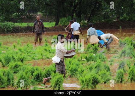 saison des pluies agriculteurs travaillant dans le village de campagne, deux taureaux dans le champ Banque D'Images