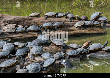 Terrapins à oreilles rouges (Trachemys scripta elegans) et coulisseaux à ventre jaune se baissant au soleil sur le tronc des arbres dans l'étang, espèces de tortues envahissantes en Europe Banque D'Images