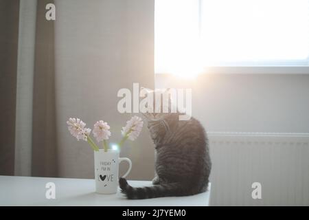 Joli chat et vase avec fleurs sur la table. Joli chaton posant avec des fleurs dans un intérieur confortable. Banque D'Images