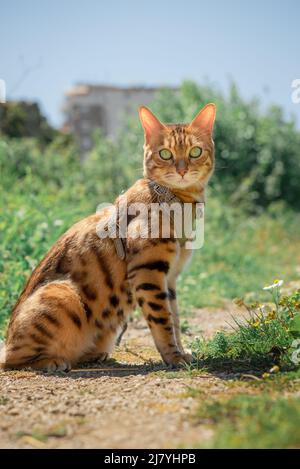 Chat Bengale dans un harnais en cuir sur une laisse. Vue latérale. Banque D'Images