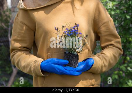 Les mains des femmes en gants tiennent les plantules d'une fleur. Préparation pour la plantation de fleurs sur un lit de fleurs dans le jardin au printemps Banque D'Images