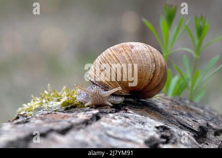 L'escargot se déplace après la pluie dans le parc. Banque D'Images