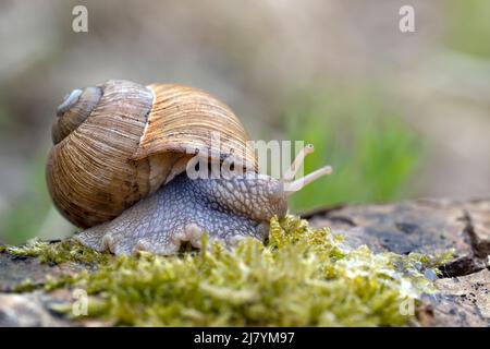 L'escargot se déplace après la pluie dans le parc. Banque D'Images