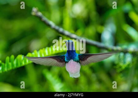 Equateur, Vallée de Tandayapa, Réserve d'Alambi. Colibri jacobin à col blanc (Florisuga mellivora) en vol. Banque D'Images