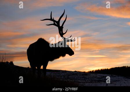 Amérique du Nord ; États-Unis ; Montana ; Parc national de Yellowstone ; faune ; Mammifères; wapiti des Rocheuses; Cervus elaphus; hiver; taureau; Coucher de soleil Banque D'Images