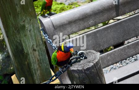 Rainbow Lorikeets reposant sur un banc dans un parc de Tampa Bay. Banque D'Images