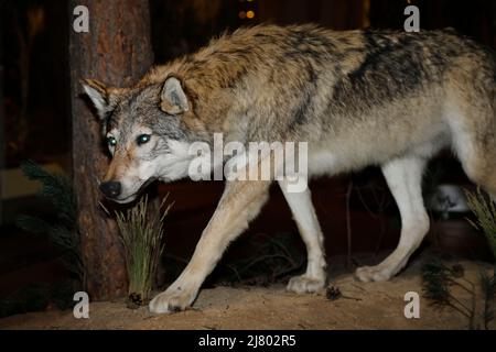 Der Wolf (Canis lupus) ist rezent das größte Raubtier aus der Familie der Hunde (Canidae). Wölfe leben meist in Rudeln, Gattung: Wolfs- und Schakalart Banque D'Images