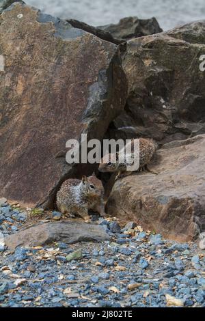 Deux jeunes écureuils terrestres de Californie (Otospermophilus beecheyi ou Spermophilus beeyechi) sur de grandes roches à Rockaway Beach, en Oregon, aux États-Unis. Banque D'Images