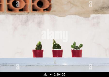 trois petits cactus différents bains de soleil sur le rebord de la fenêtre Banque D'Images