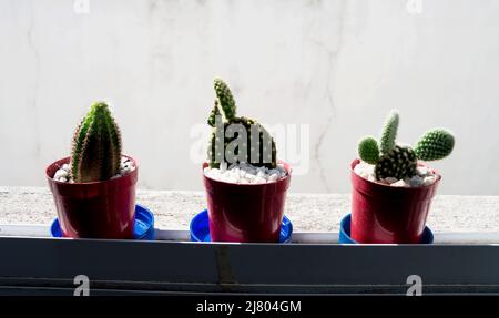 Trois petits cactus de qualité différente dans de petits pots bains de soleil sur la fenêtre Banque D'Images