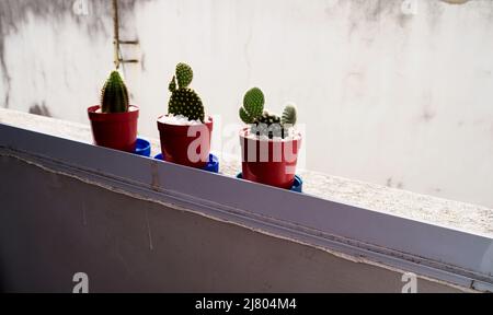 Trois petits cactus de qualité différente sur les bains de soleil Banque D'Images