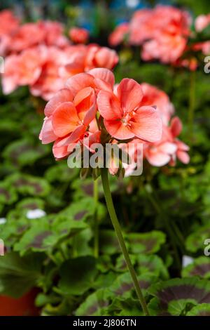 Gros plan vertical d'un géranium zonal en fleurs, Maestro Salmon, (Pelargonium x hortorum), dans un jardin de printemps. Banque D'Images