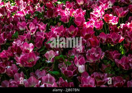 Arrière-plan de fleurs magnifiques tulipes roses sur de longues tiges qui poussent à l'ombre sur la pelouse. Banque D'Images