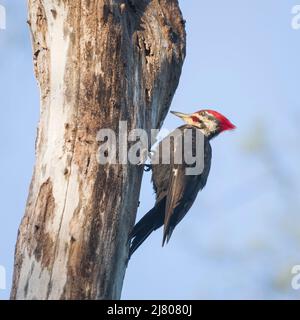 Pic à pétards mâles (Dryocopus pileatus) à la recherche d'insectes sur un arbre mort. Parc historique national de Chesapeake et du canal de l'Ohio. Maryland. ÉTATS-UNIS Banque D'Images