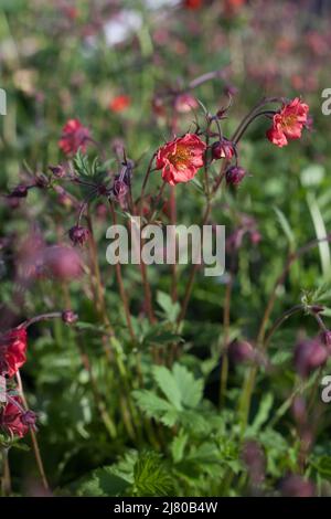 Geum rivale flammes de la passion fleurs idéales pour le jardin naturel, anglais et cottage Banque D'Images