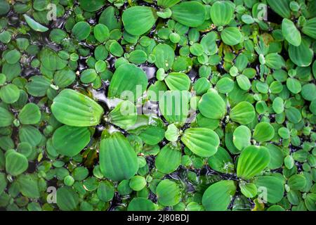 Plante verte aquatique avec de petites feuilles épaisses. Fond floral. Banque D'Images