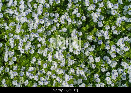 Veronica filiforme (lat. Veronica filiformis) fleurit au printemps. Photo de haute qualité Banque D'Images