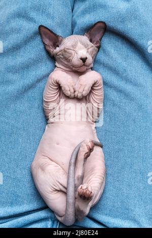 Sphynx chaton sans cheveux bleu vison et blanc couleur avec les yeux fermés, dormant couché sur son dos sur des jeans bleus. Vue de dessus avant. Mise au point sélective Banque D'Images