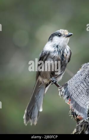 Gros plan d'un oiseau canadien jay, Canada Banque D'Images