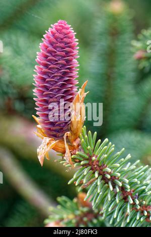 Norvège Epicéa - Picea abies, cône jeune femme Banque D'Images