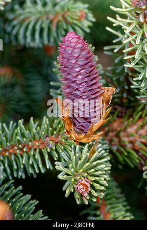 Norvège Epicéa - Picea abies, cône jeune femme Banque D'Images