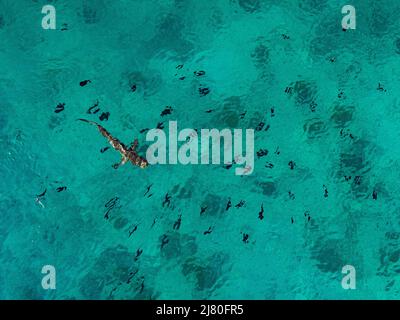 Vue aérienne d'un requin de récif des Caraïbes nageant dans l'océan, Bahamas Banque D'Images