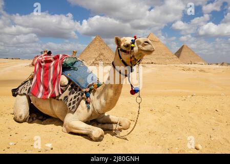 Chameau couchée devant le complexe de la pyramide de Giza, le Caire, Égypte Banque D'Images