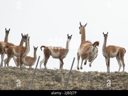 Guanacos point la campagne montagneuse de l'Argentine. Banque D'Images