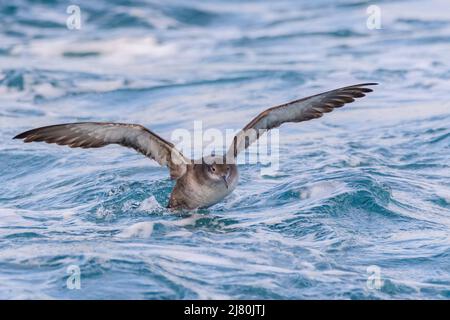 Un shearwater des baléares (Puffinus mauretanicus) dans la mer Méditerranée Banque D'Images