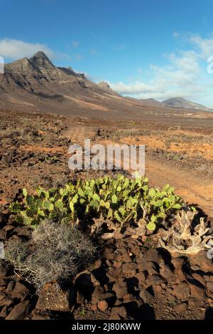 Route de terre à travers le paysage de montagne volcanique, Cofete, Fuerteventura, îles canaries, Espagne Banque D'Images