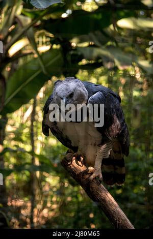 portrait d'un aigle harpie (harpia harpyja) Banque D'Images