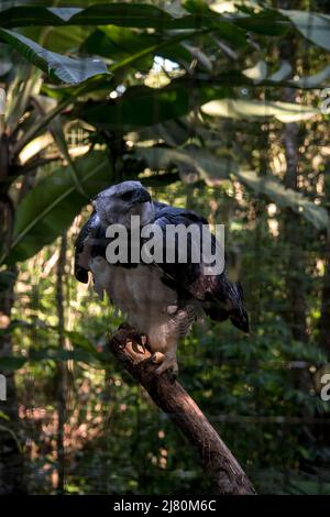 portrait d'un aigle harpie (harpia harpyja) Banque D'Images