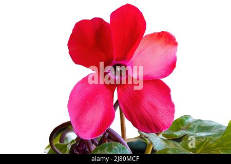 La fleur rouge du moulin à persicum Cyclamen, violette alpine ou cyclamen perse, est une espèce de plante herbacée vivace à fleurs qui pousse à partir d'un tubercule Banque D'Images
