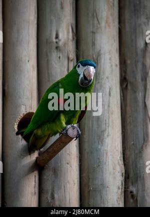 Photo en gros plan d'une magnifique macaw perchée sur un bâton Banque D'Images