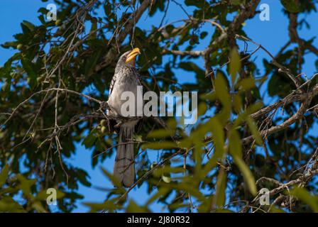 Charme à bec jaune du sud, Tockus leucomelas, Parc national Kruger, Afrique du Sud. Banque D'Images