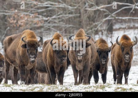 Troupeau de bisons debout en paysage d'hiver, forêt de Bioowiea, Pologne Banque D'Images