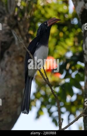 Charme à bec jaune du sud, Tockus leucomelas, Parc national Kruger, Afrique du Sud. Banque D'Images