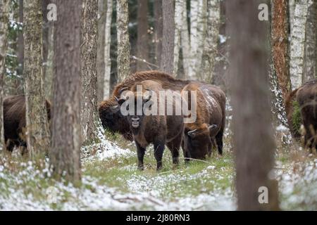 Troupeau de bisons vivant dans la forêt de Bioowiea en hiver, Pologne Banque D'Images